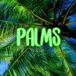 palms's Photo