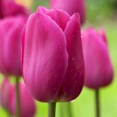 Tulips's Photo